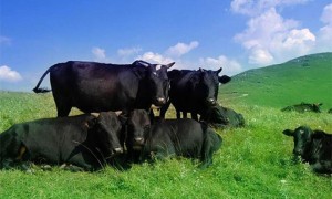 草食肉的营养和健康益处