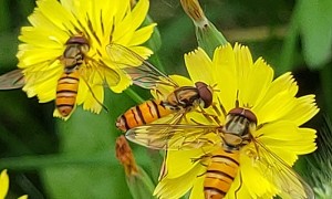 新烟碱类有毒农药杀死蜜蜂并威胁全球粮食安全