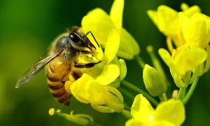 新烟碱类有毒农药杀死蜜蜂并威胁全球粮食安全